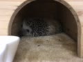 ハリネズミのビリー   Hedgehog